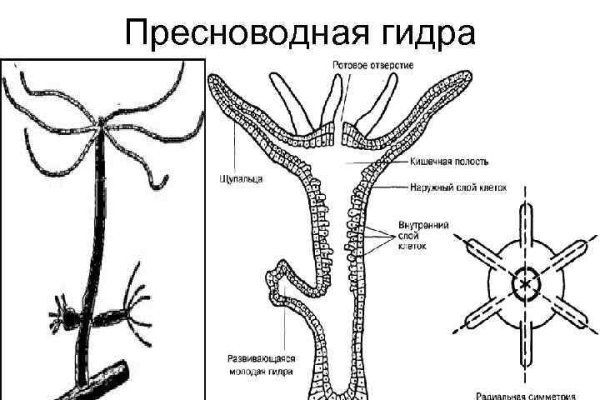 Kraken ссылка krakens13 at